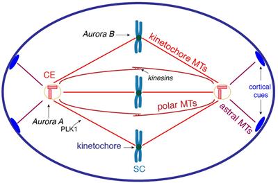 Organelle Inheritance Control of Mitotic Entry and Progression: Implications for Tissue Homeostasis and Disease